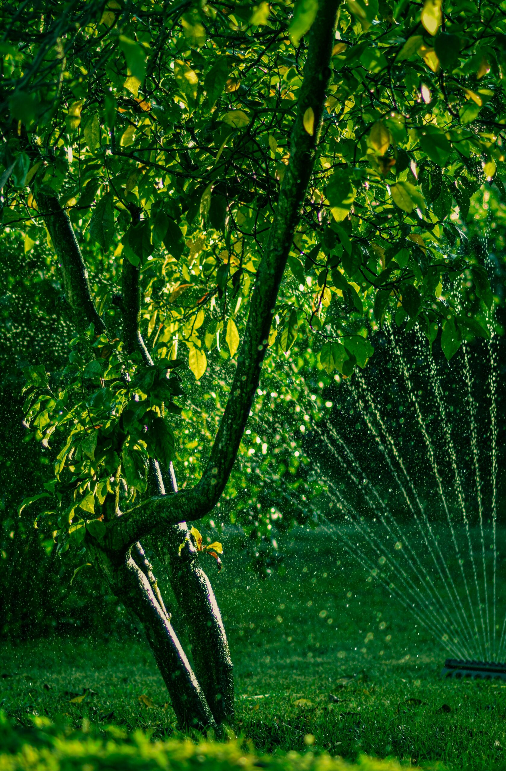 Smart Home Automation: Irrigation Systems